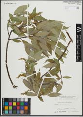 Foto von Salix alba L. x Salix fragilis L.